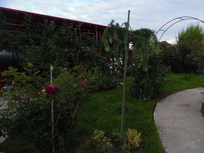  - 000 Flori si trandafiri 2017