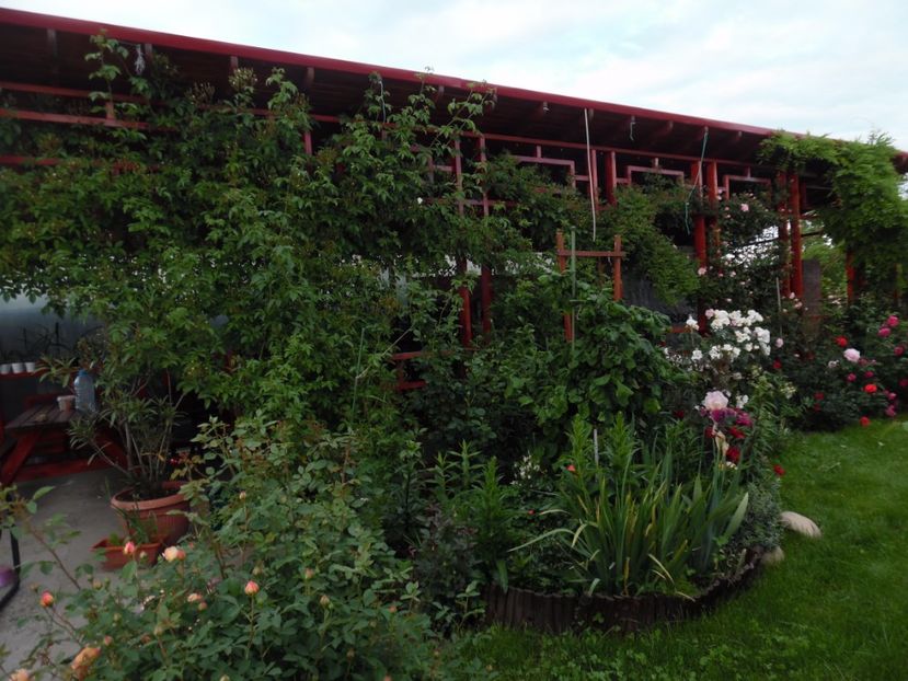  - 000 Flori si trandafiri 2017