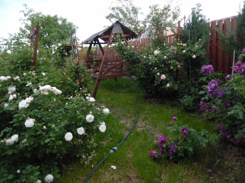  - 000 Flori si trandafiri 2017