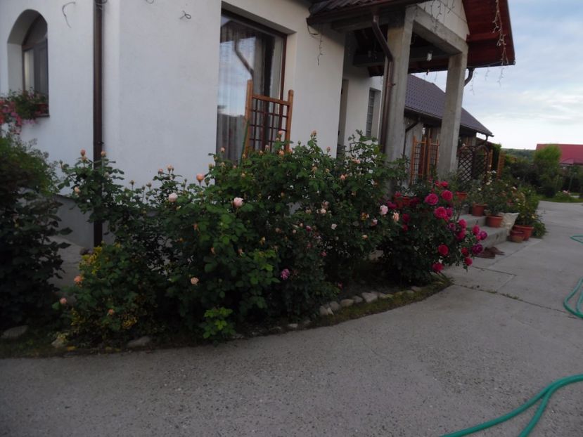  - 000 Flori si trandafiri 2017