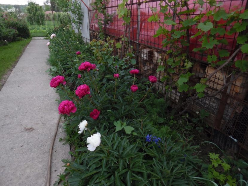  - 000 Flori si trandafiri 2017