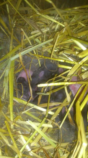  - Cuib ugg 03-06-2017