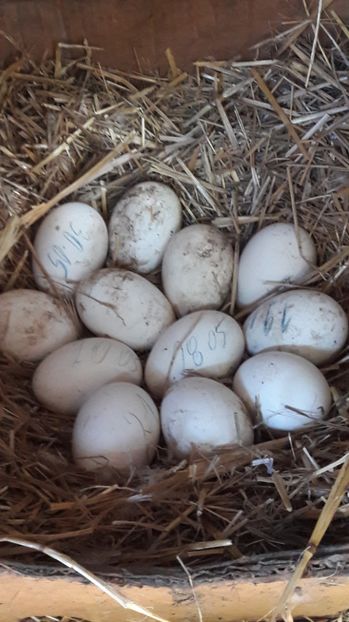 Sfarsit de sezon - 2 Cuiburi cu oua de  gasca Africana