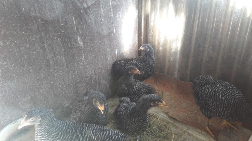  - d Puisori de gaina