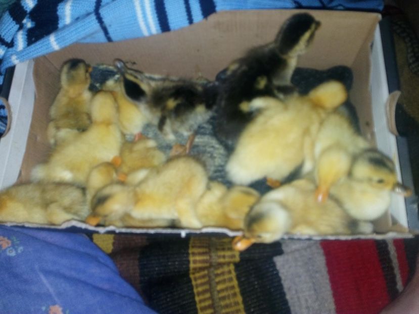  - Boboci de rata iunie 2017