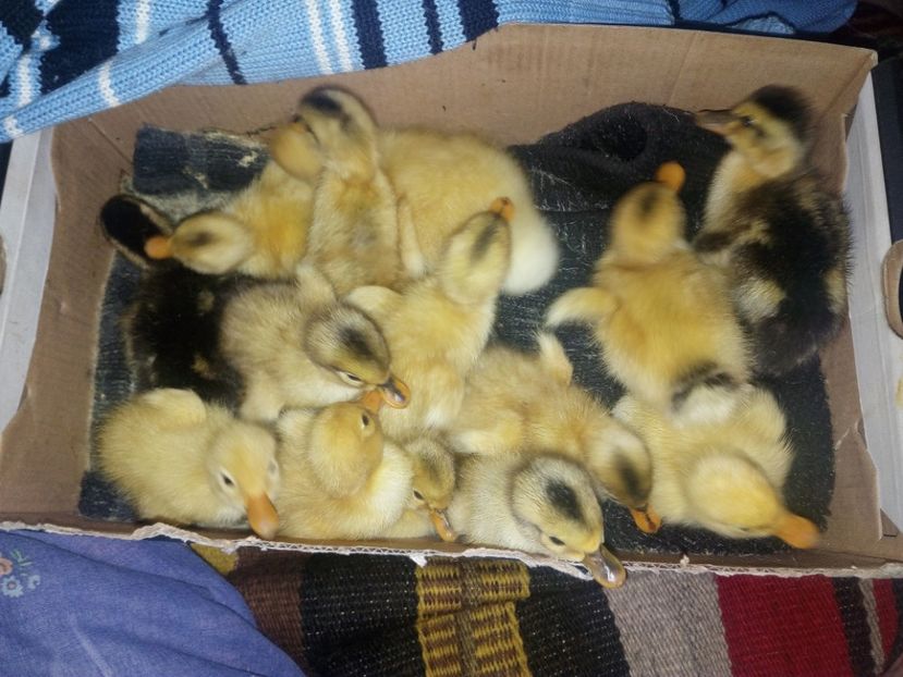  - Boboci de rata iunie 2017