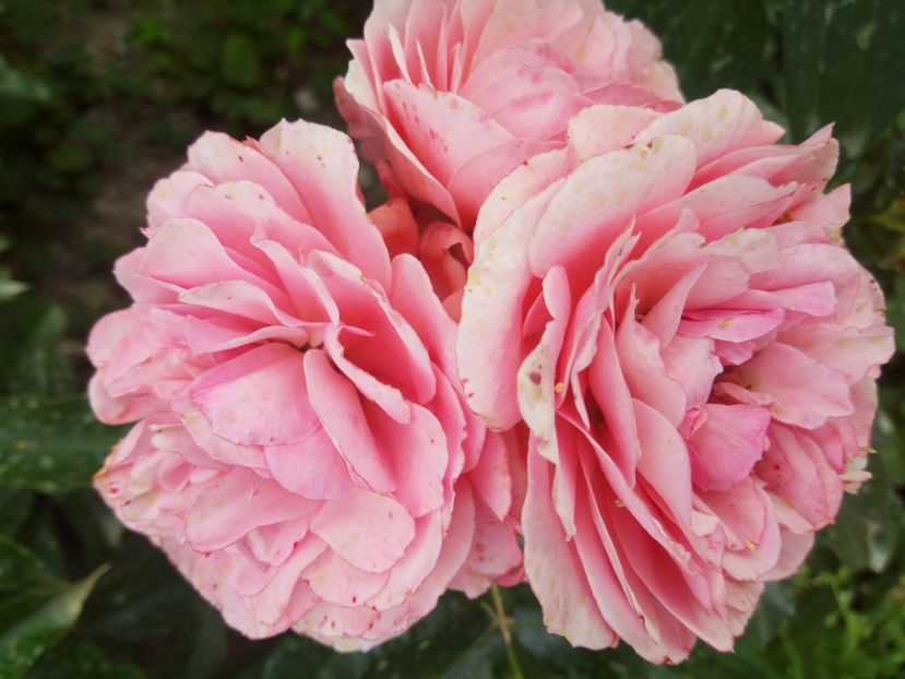 F1- ziua 9 - Floribunda somon - No name