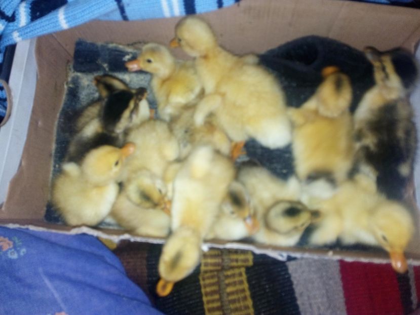  - Boboci de rata iunie 2017