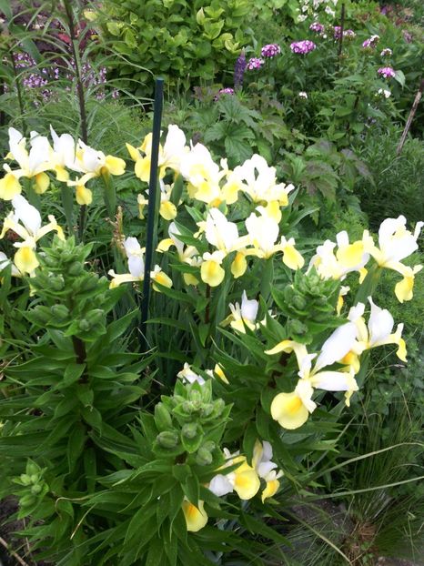  - 01-Flori din curtea mea 2017