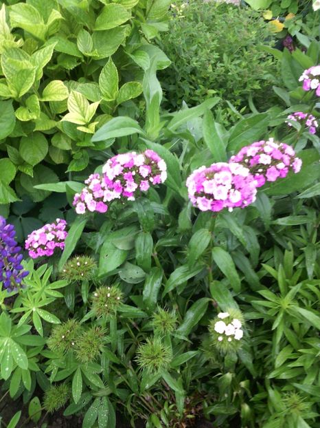  - 01-Flori din curtea mea 2017