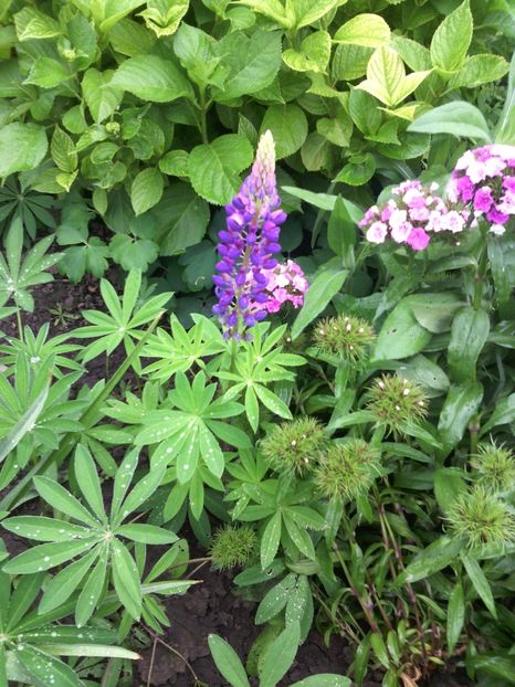  - 01-Flori din curtea mea 2017