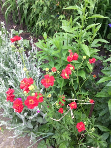  - 01-Flori din curtea mea 2017