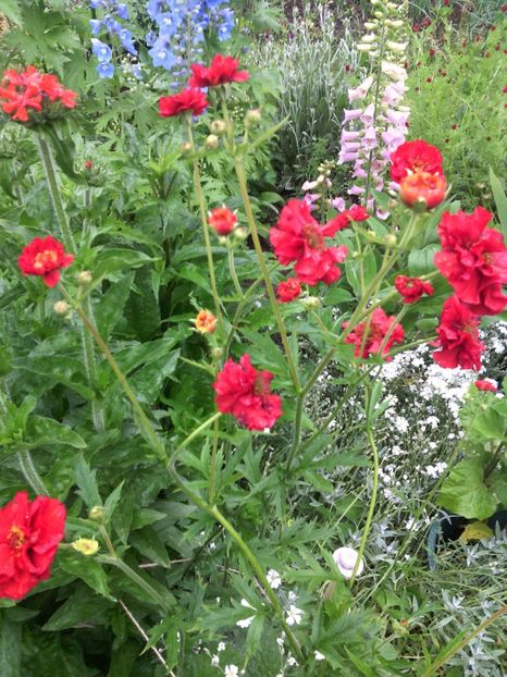  - 01-Flori din curtea mea 2017