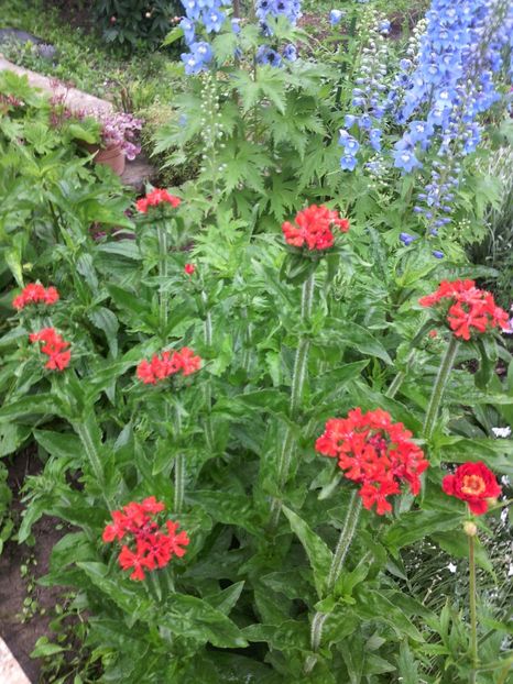  - 01-Flori din curtea mea 2017