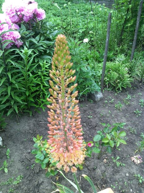  - 01-Flori din curtea mea 2017