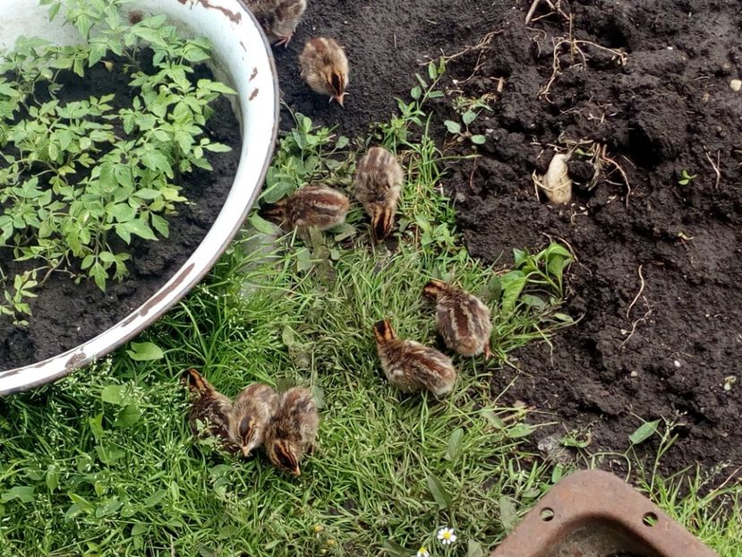  - Pui bibilica iunie 2017