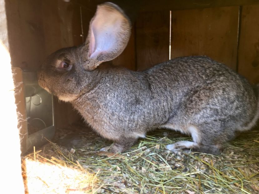  - Mascul Boby Malita