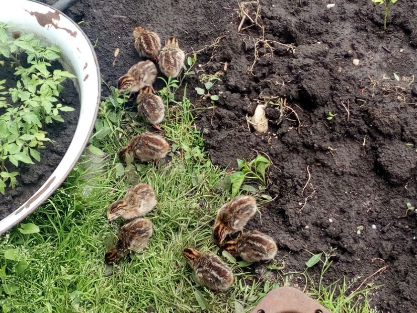  - Pui bibilica iunie 2017