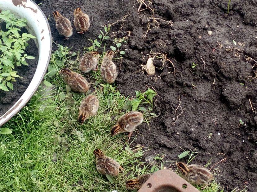  - Pui bibilica iunie 2017