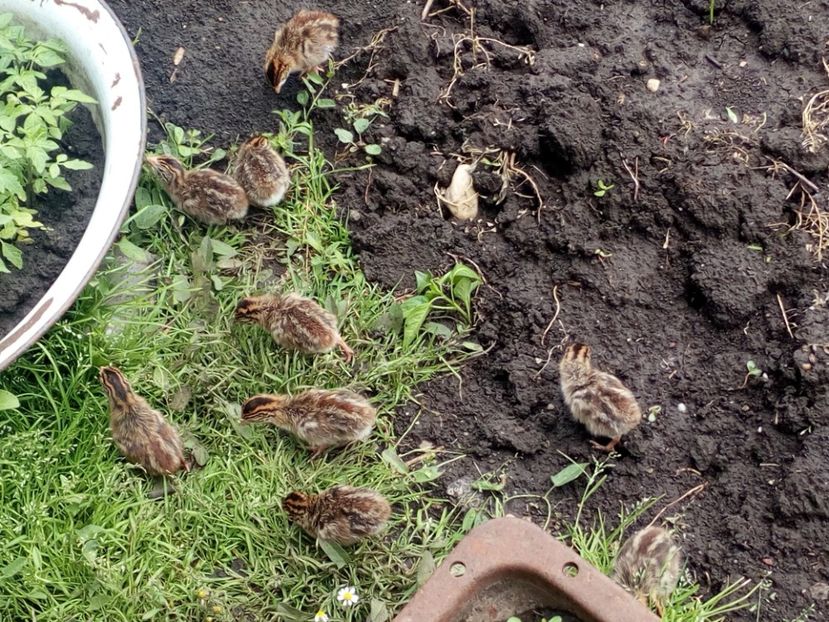  - Pui bibilica iunie 2017