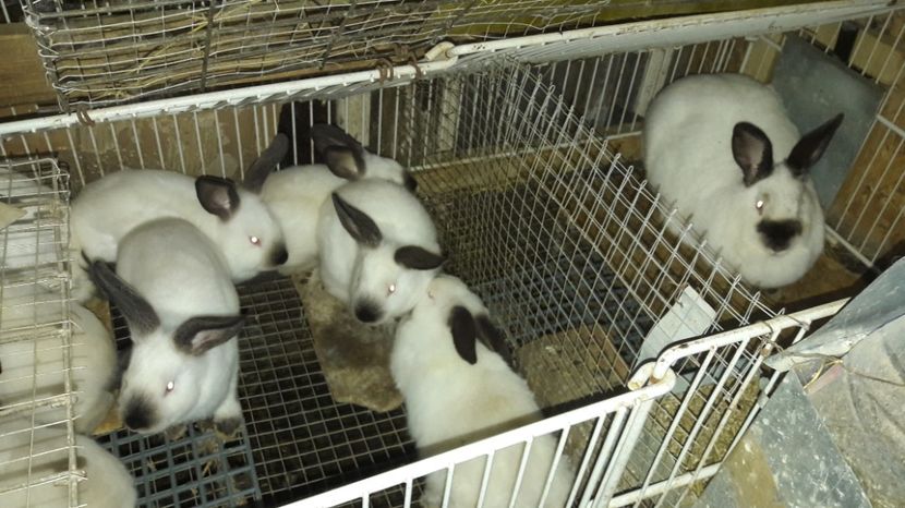  - c pui californieni