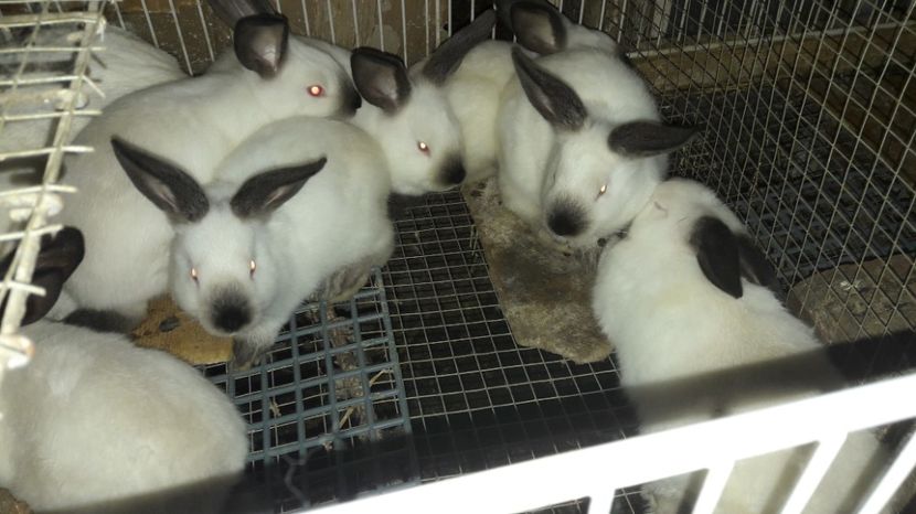  - c pui californieni