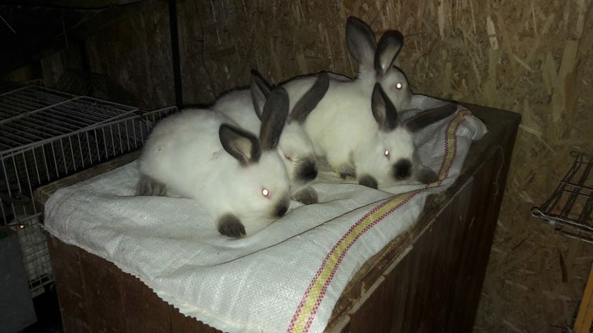  - c pui californieni