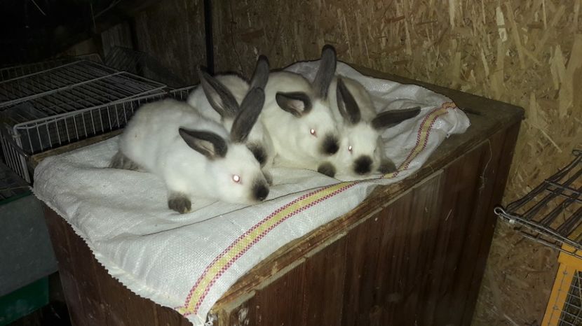  - c pui californieni