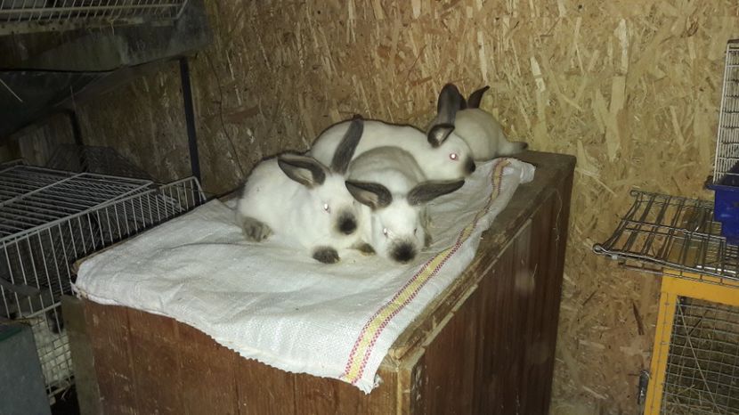  - c pui californieni