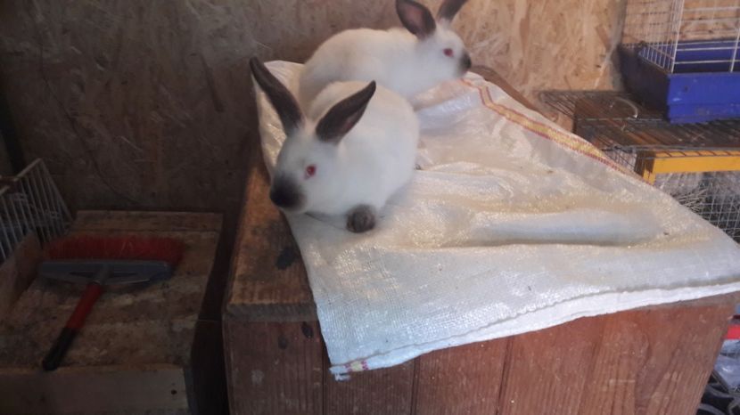  - c pui californieni