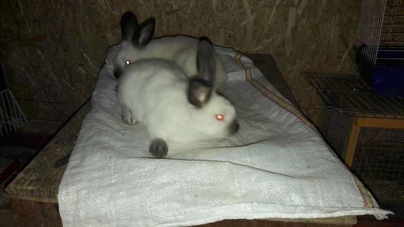  - c pui californieni