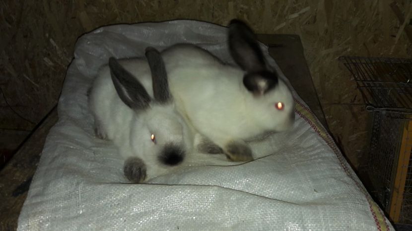  - c pui californieni