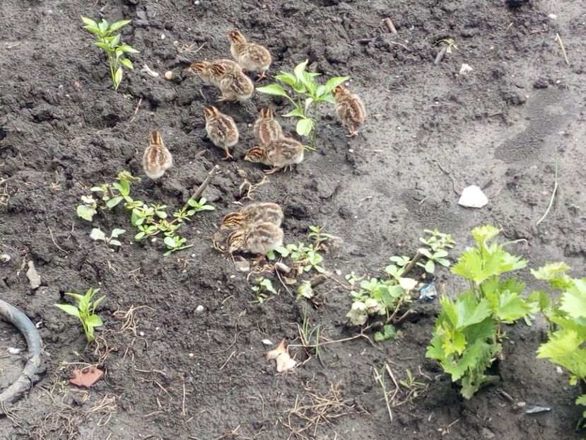  - Pui bibilica iunie 2017