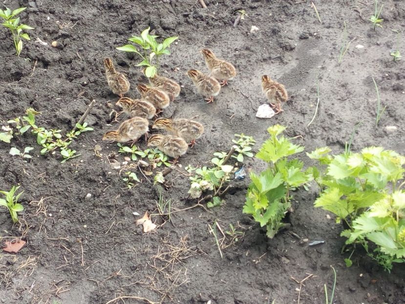  - Pui bibilica iunie 2017