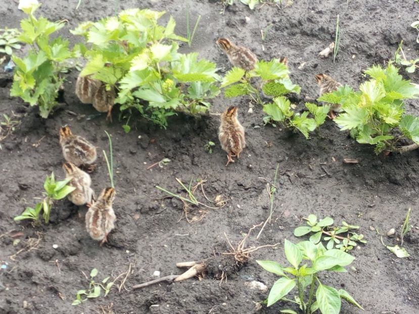  - Pui bibilica iunie 2017