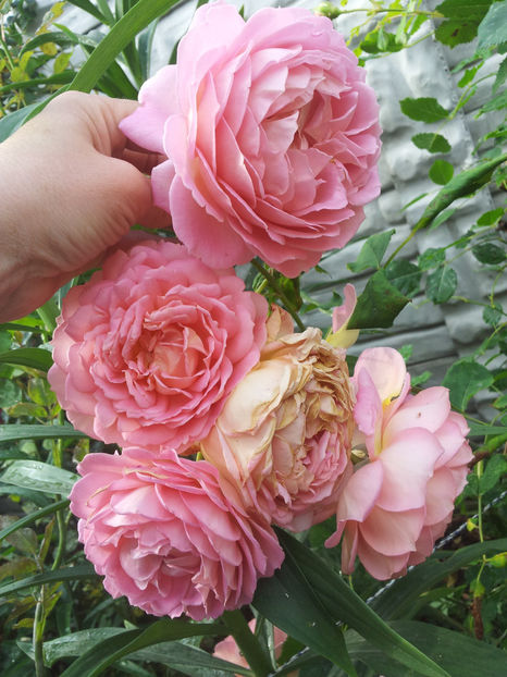  - Jubilee Celebration