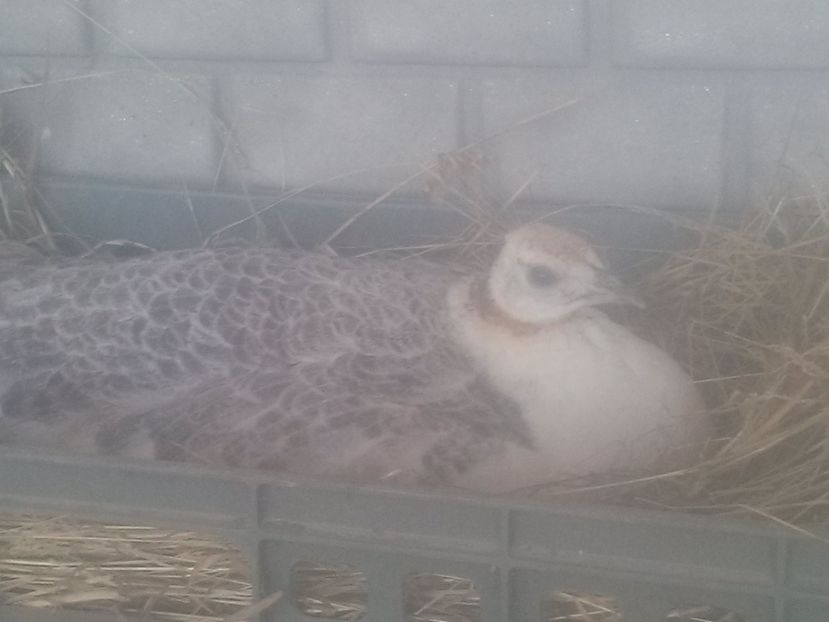 CAM00490 - Paunita umeri negri cloceste