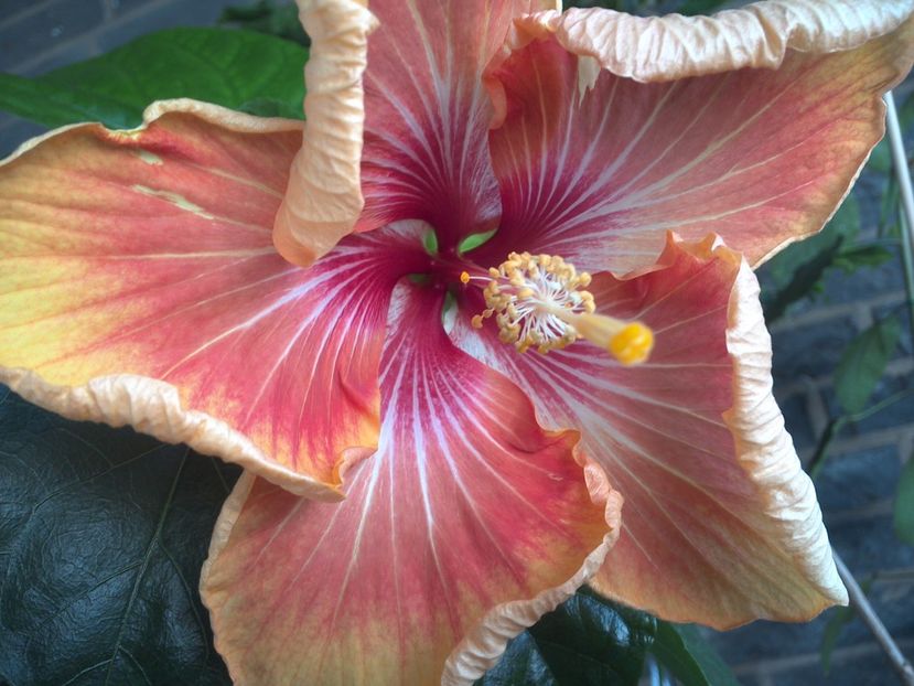 WIN_20170604_081935 - Tahitian Arcturus Queen