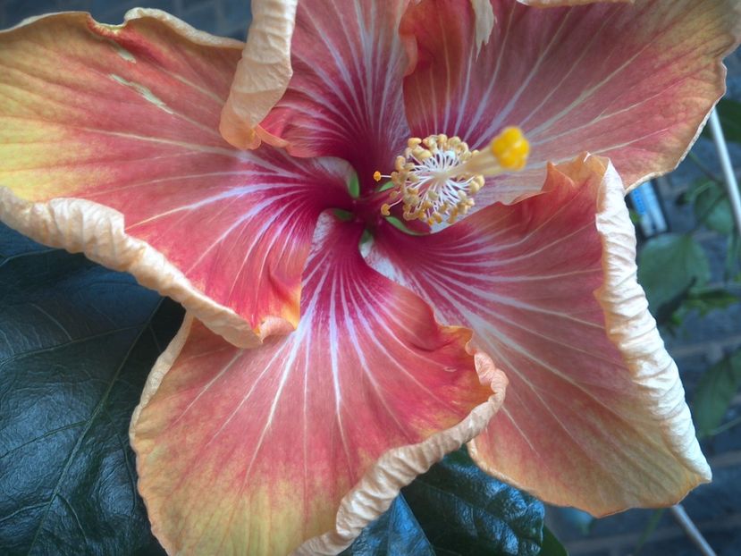 WIN_20170604_081947 - Tahitian Arcturus Queen