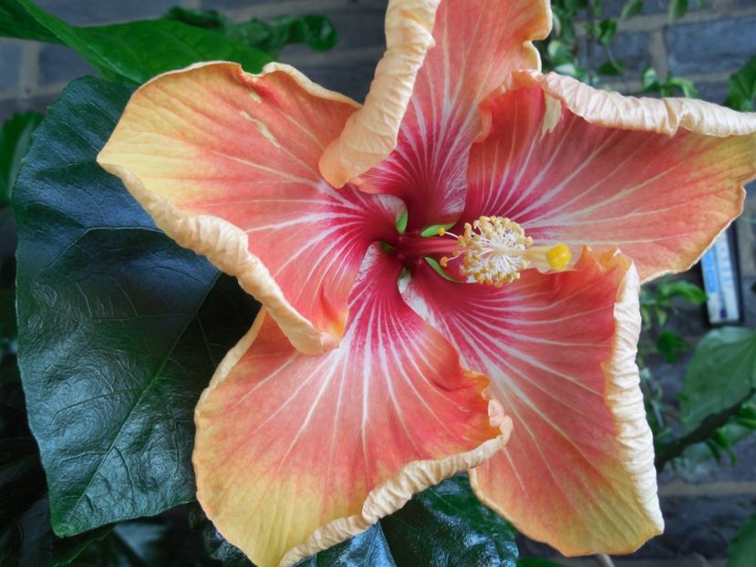  - Tahitian Arcturus Queen