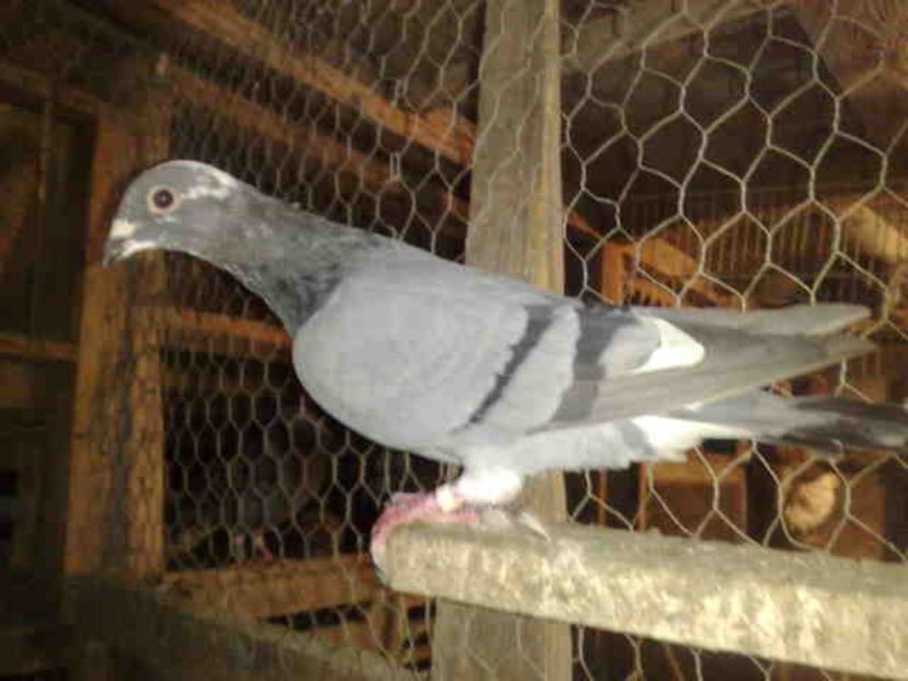 108-mascul-200 lei - X-Porumbei vinduti