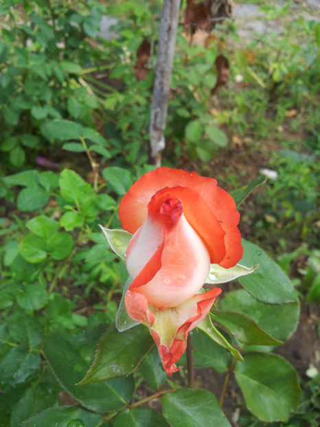  - Dimov TH nr 1 - Blush