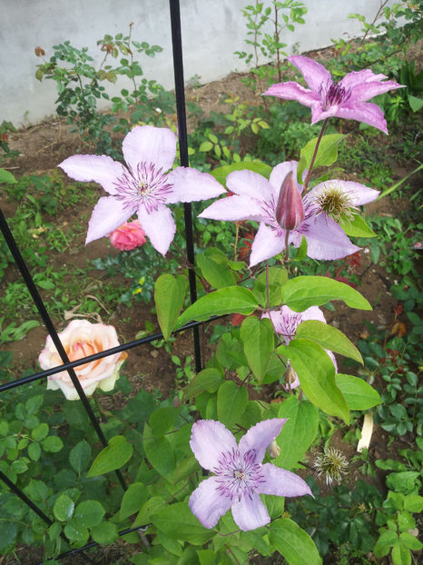  - Primavara - Vara 2017