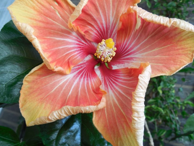  - Tahitian Arcturus Queen