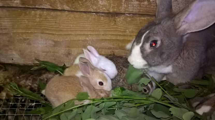  - a1-femela hycole argintie