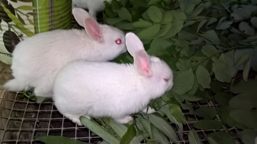  - a1-femela hycole argintie