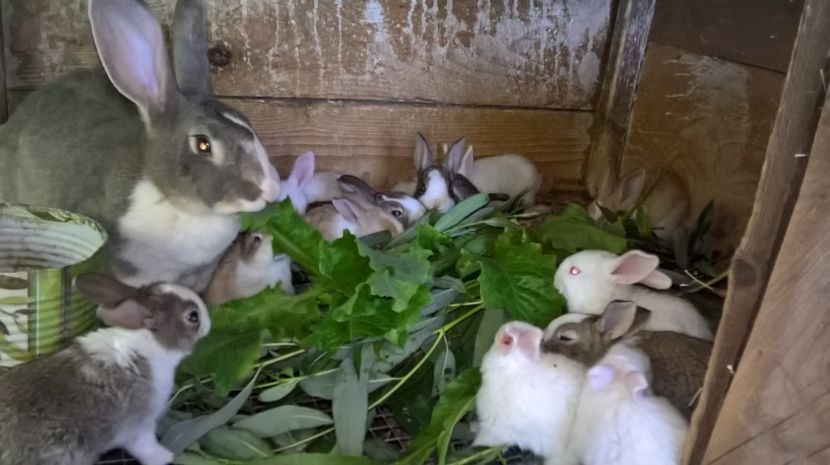  - a1-femela hycole argintie