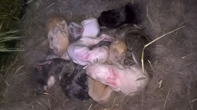  - a1- femela hycole 2turingen