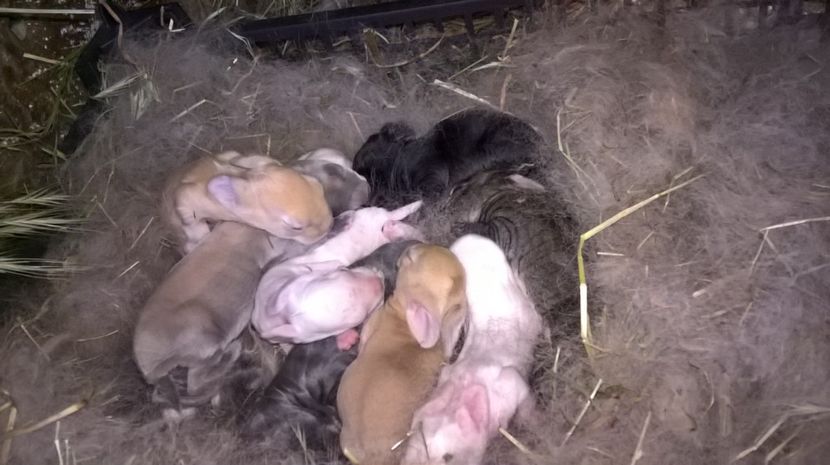  - a1- femela hycole 2turingen