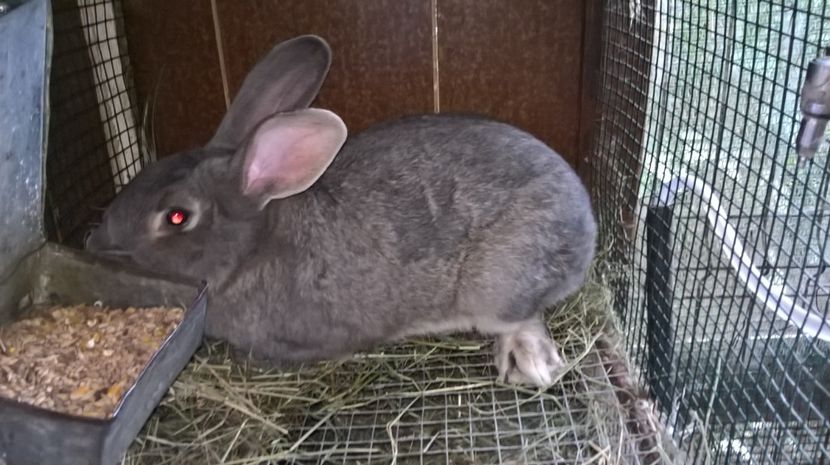  - b1-mascul argintiu